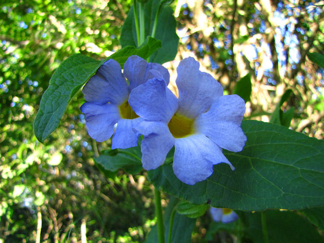 Thunbergia natalensis